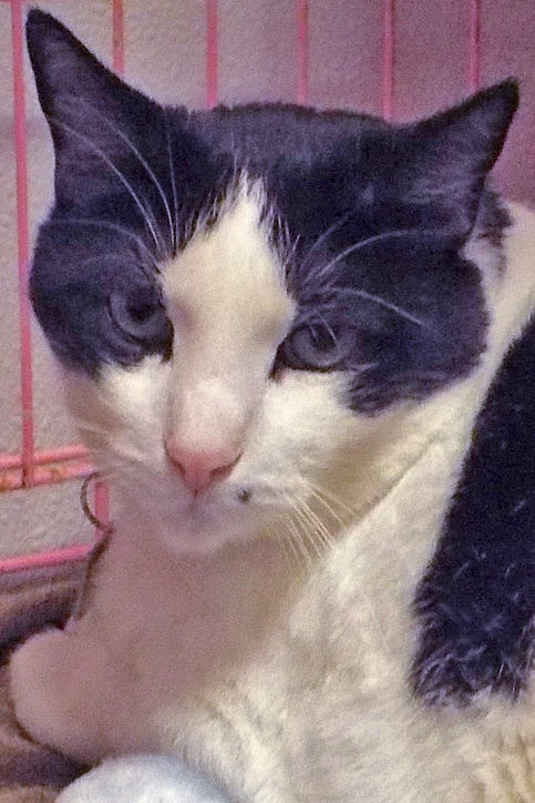 Adopt A Friend: Batman