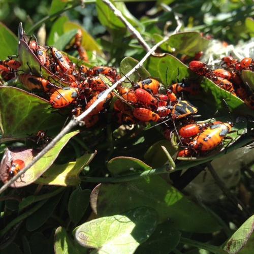 Garden Sage Milkweed bug