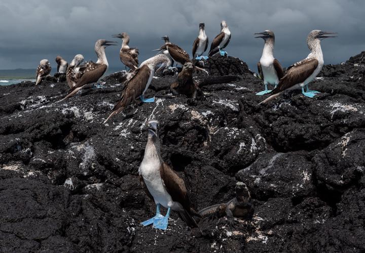 Galapagos birds