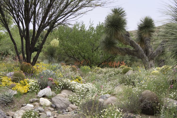 Flowering desert garden