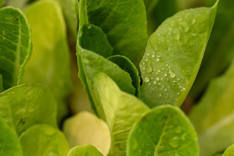 Romaine lettuce