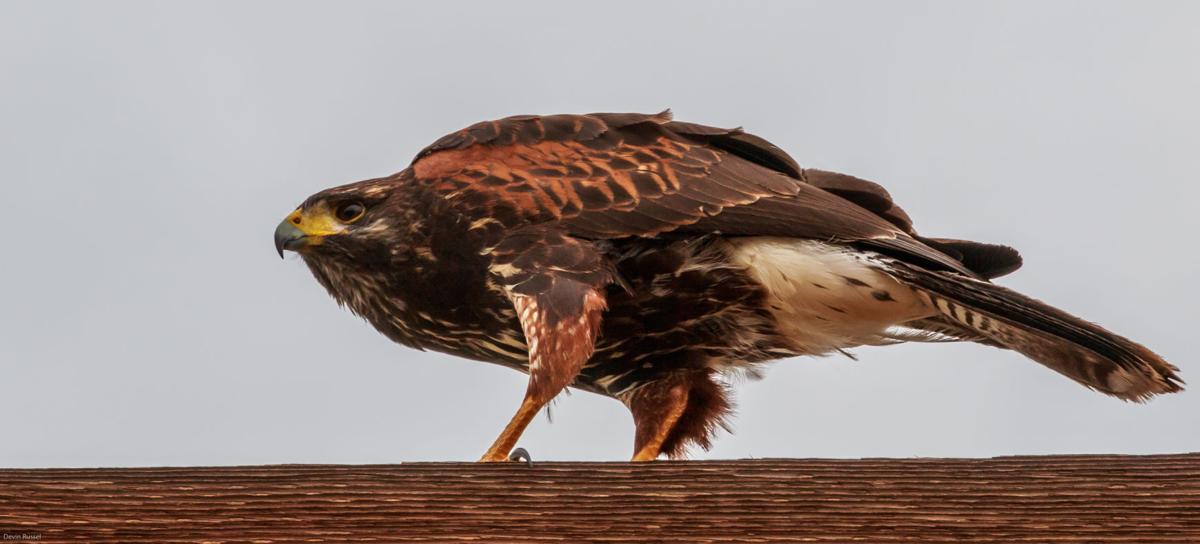 Tucson Shutterbugs Share Their Shots Local News Tucsoncom