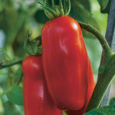 San Marzano tomatoes