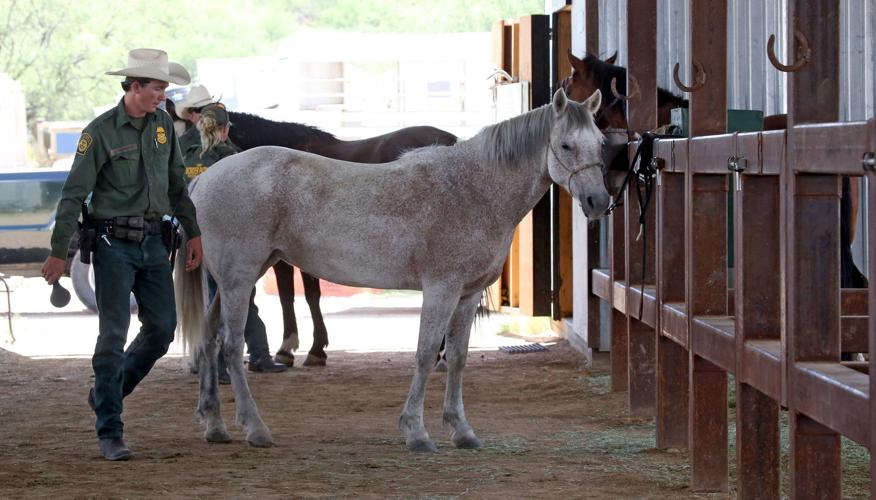 U.S. Border Patrol horse unit