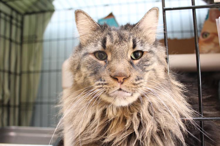 Adopt A Friend: Sammie