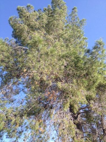 Save your pine trees