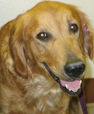 Pets for adoption