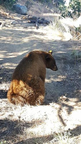 Bear roaming Rio Rico neighborhoods for weeks relocated