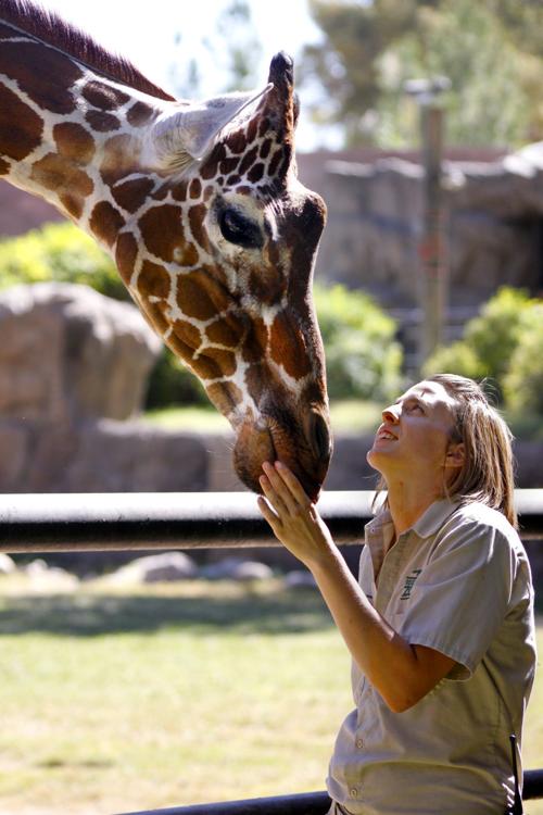 Elinor the giraffe