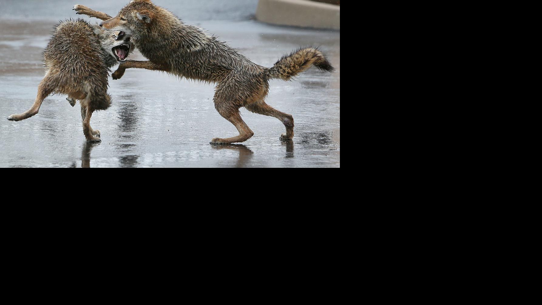 Paintball guns to be used to try to move coyotes out of Tucson neighborhood