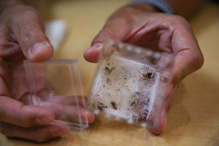 As temperatures rise, St. Louis area homes see a surge in pests