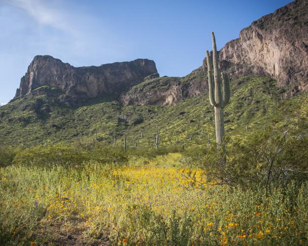 Picacho Peak, wildflowers, 2023