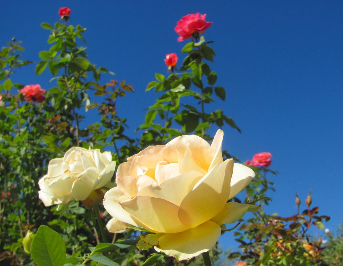 snow is falling elsewhere, but it's prime time for rose blooms in