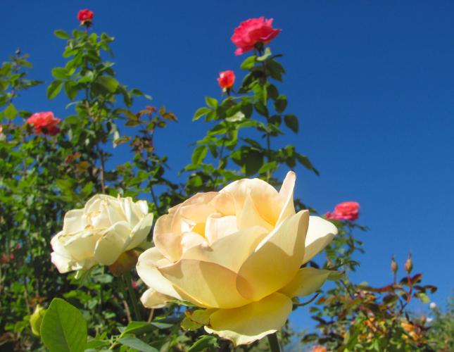 Roses and blue sky
