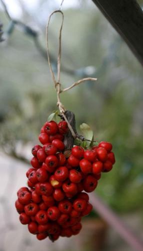 When adorning a tree, bring your own twist   
