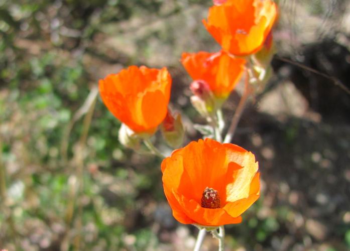 Southwest wildflowers