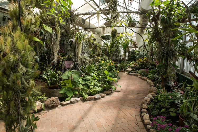 Botanical Orchids