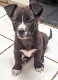 Photos: Adopt a friend