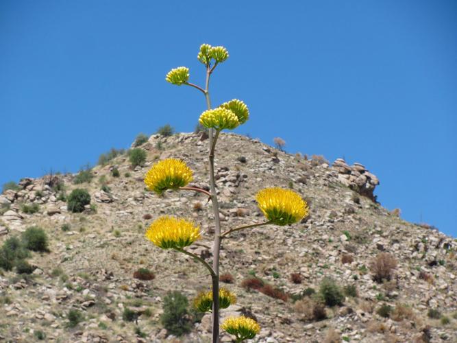 Blooming agave along Catalina Highway