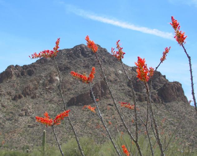 Ocotillo blooms