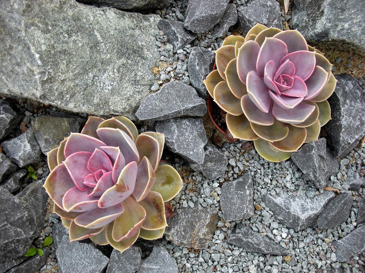 Succulents growing in rocks and cracks