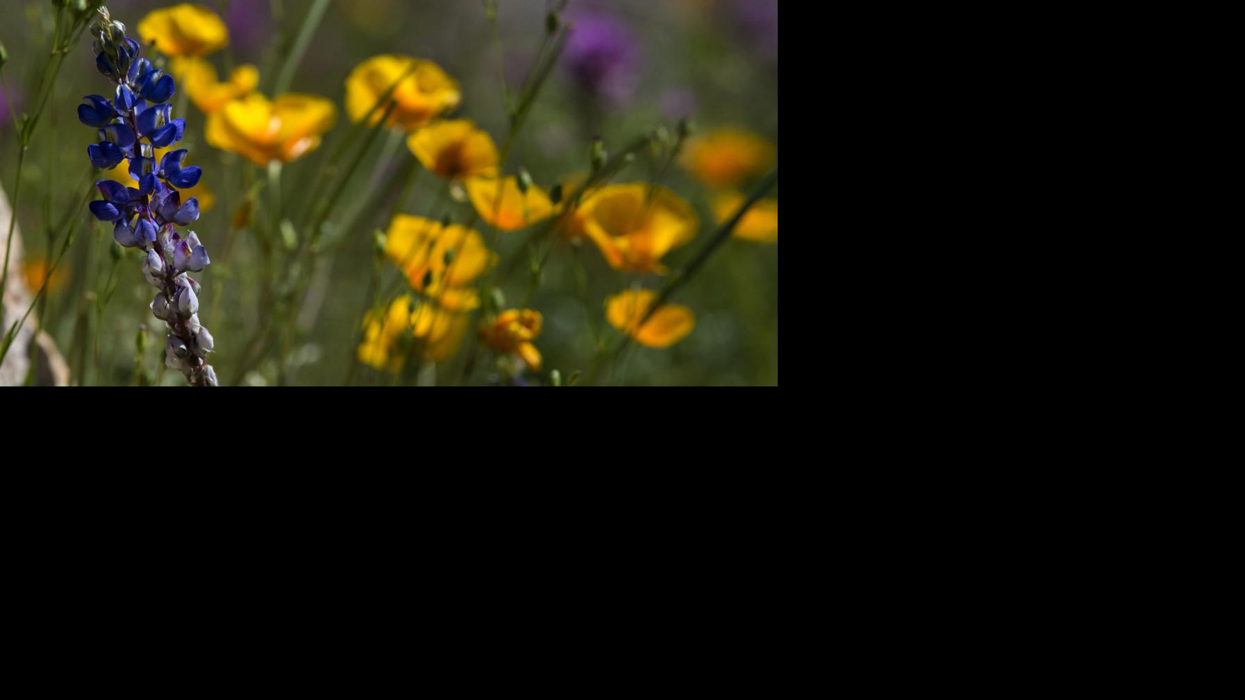 Photos Wildflowers in bloom around Tucson, 2020