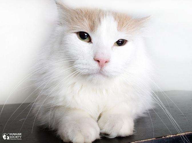 Adopt A Friend: Provolone