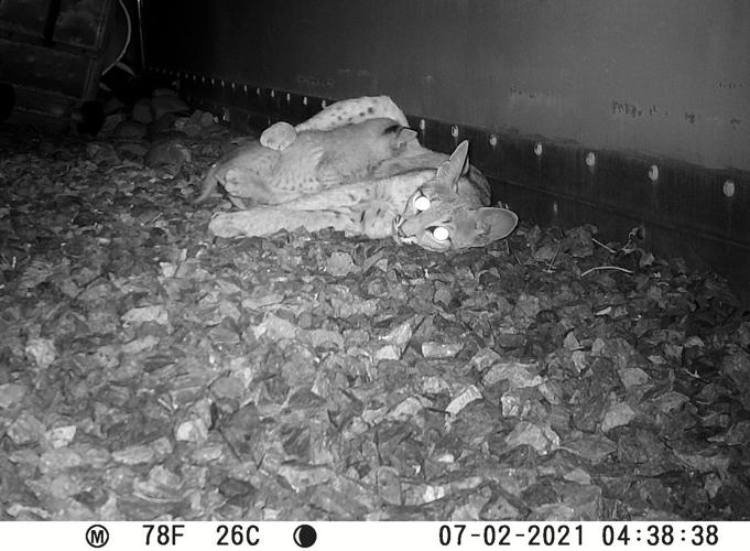 Bobcats, Tumamoc Hill, 2022