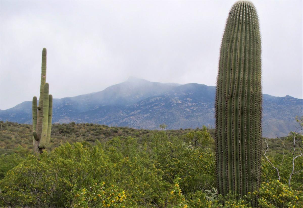 Top trails: Rincon Peak Trail