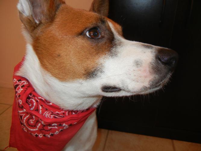 Happy National Dog Day!