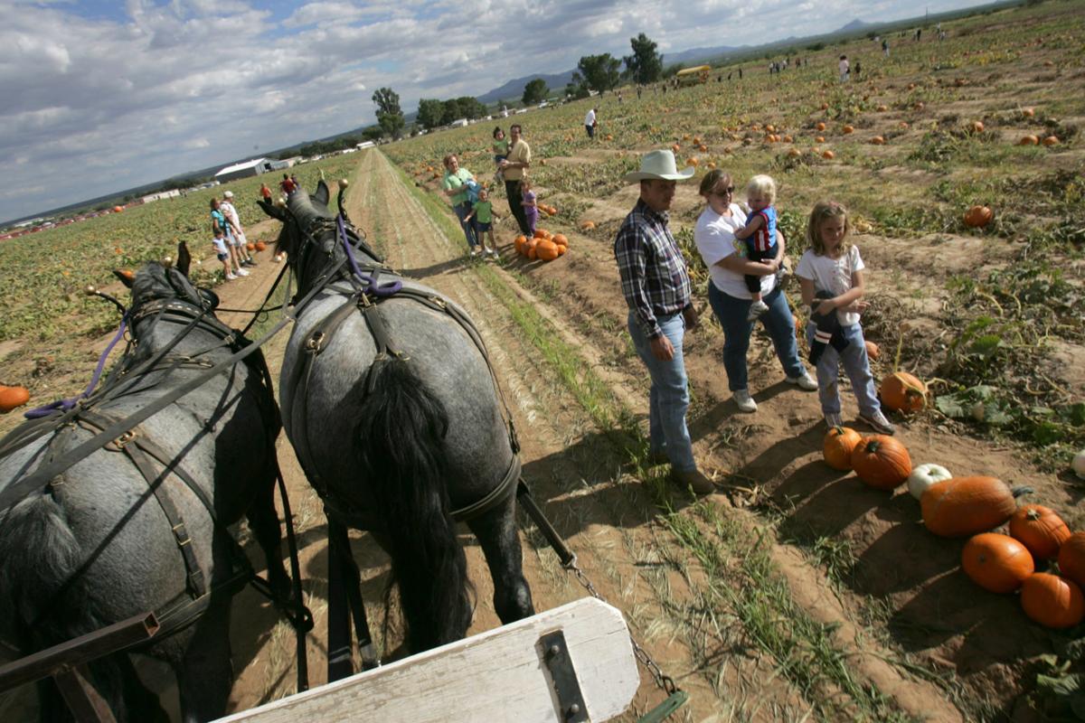 Buckelew Farm ends popular pumpkin festival Local news