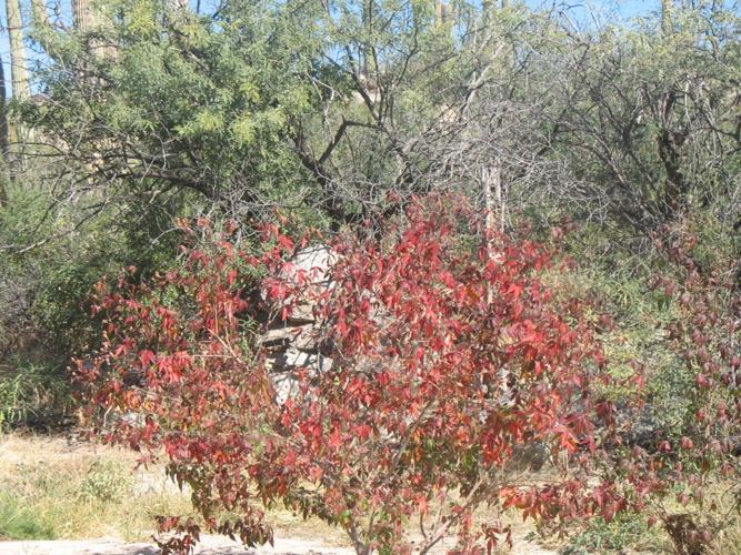 Fall colors in Honey Bee Canyon
