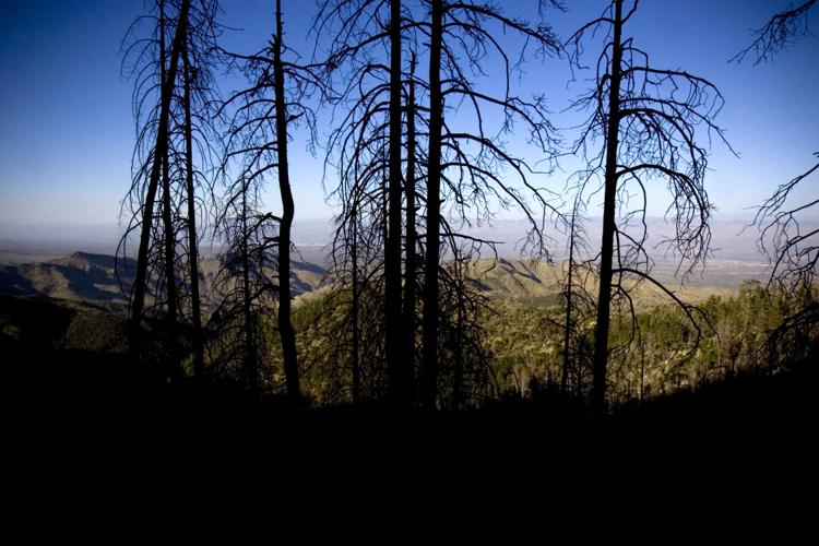 Trails on the eastern slopes of the Santa Catalina Mountains