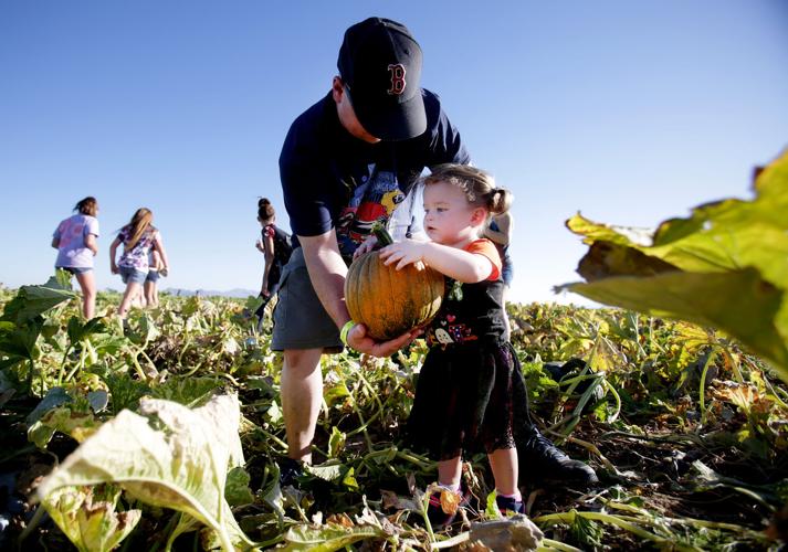 Marana Pumpkin Patch and Farm Festival