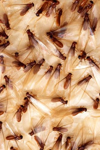 Block home isn't protected from termites