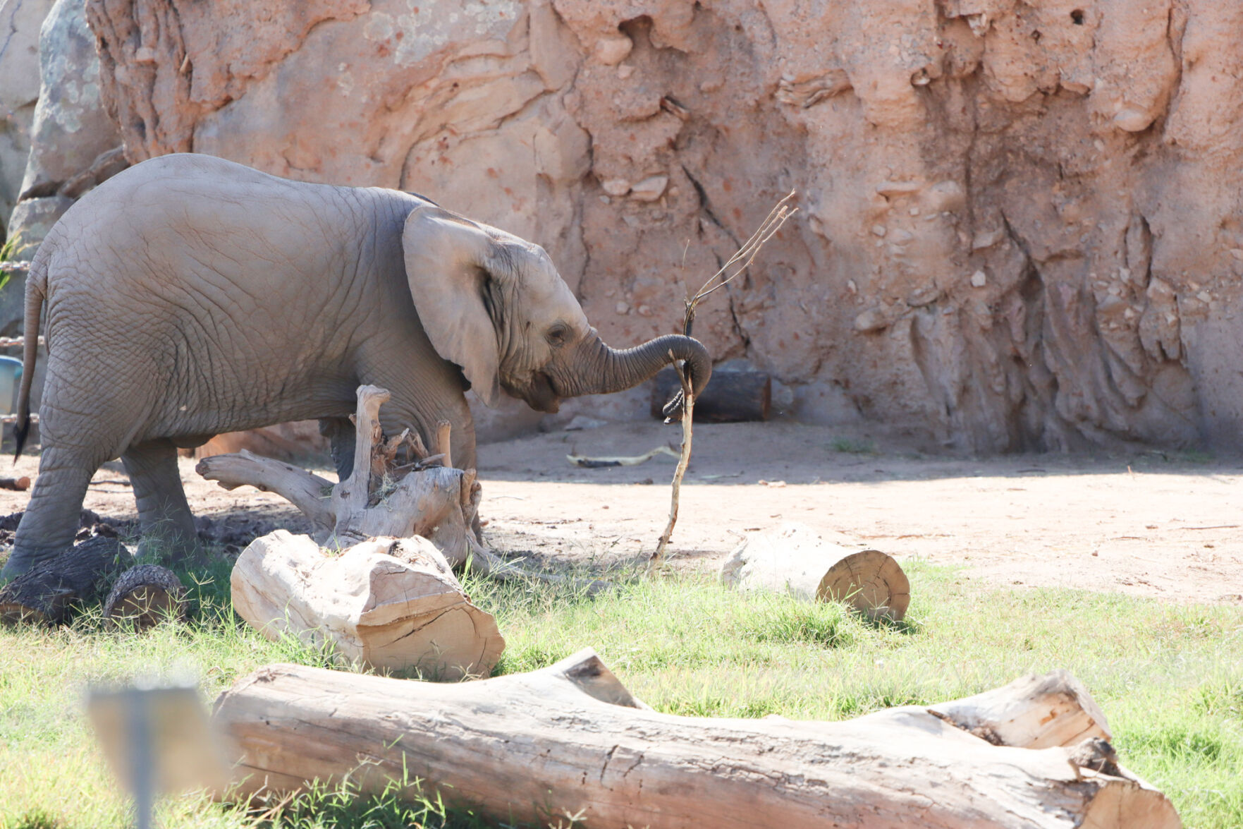 Reid Park Zoo Elephant Calf Meru's 7-month Update | Tucson Life ...