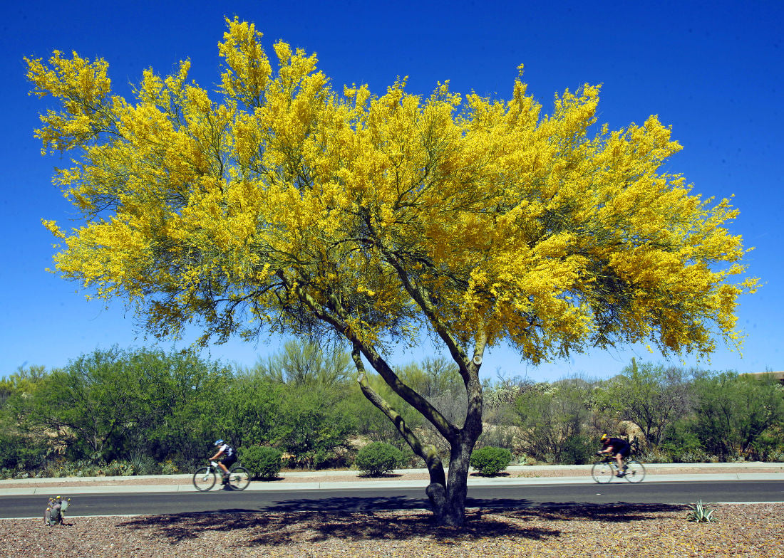 Palo verde trees are blooming! Here are 10 things to know about ...