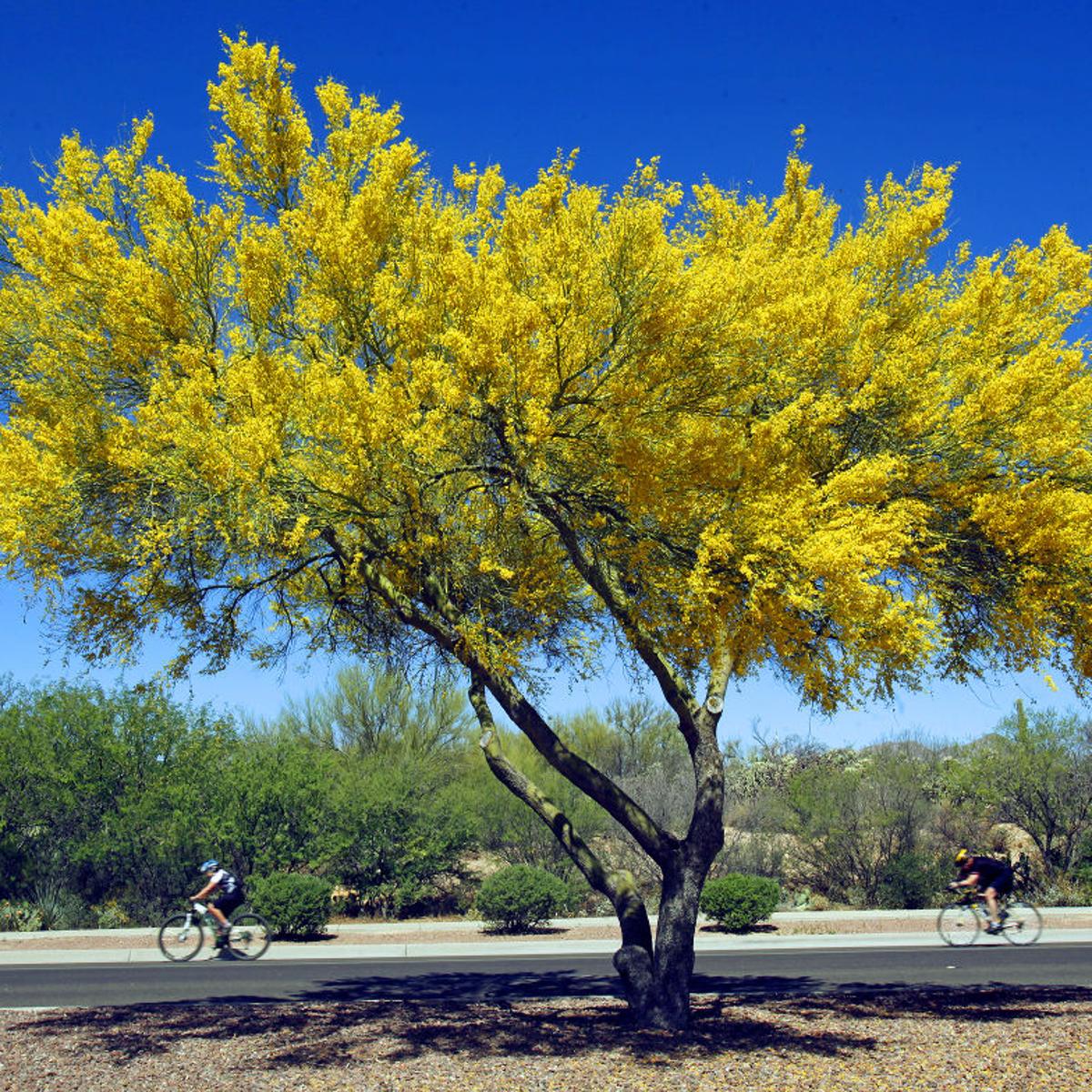 10 Things You Didn T Know About Palo Verde Trees Tucson Life