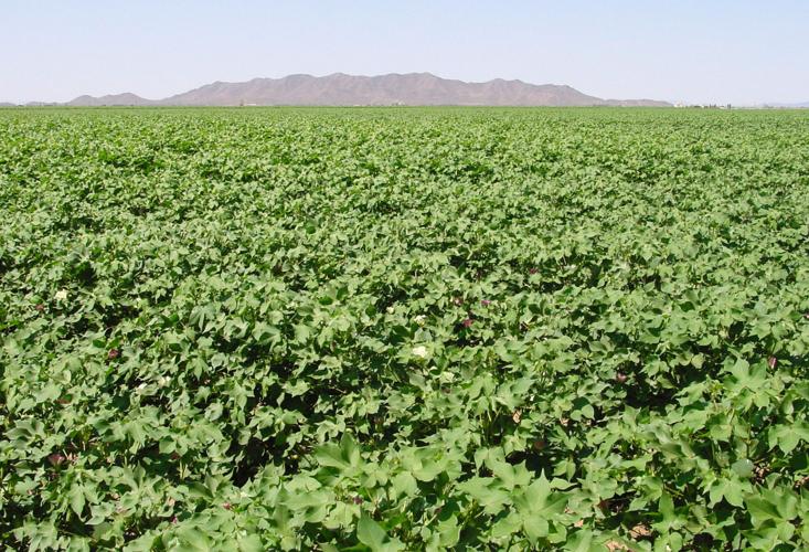 Monsanto cotton field in Pinal County