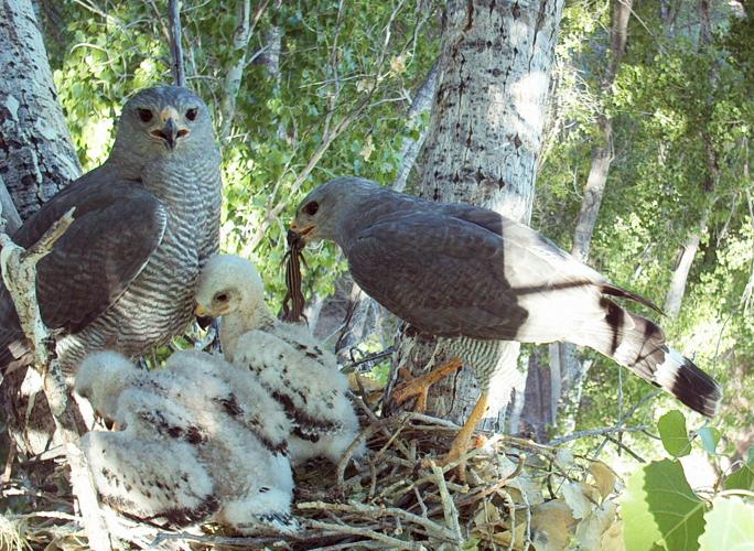 Gray Hawks, San Pedro Riparian National Conservation Area