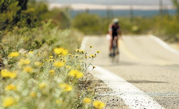 Wildflowers: Grow wild grow free  