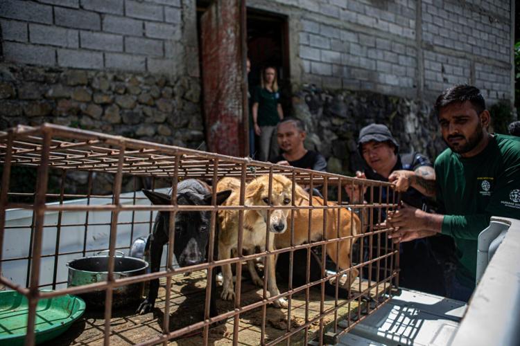 Indonesia Dog Meat Trade