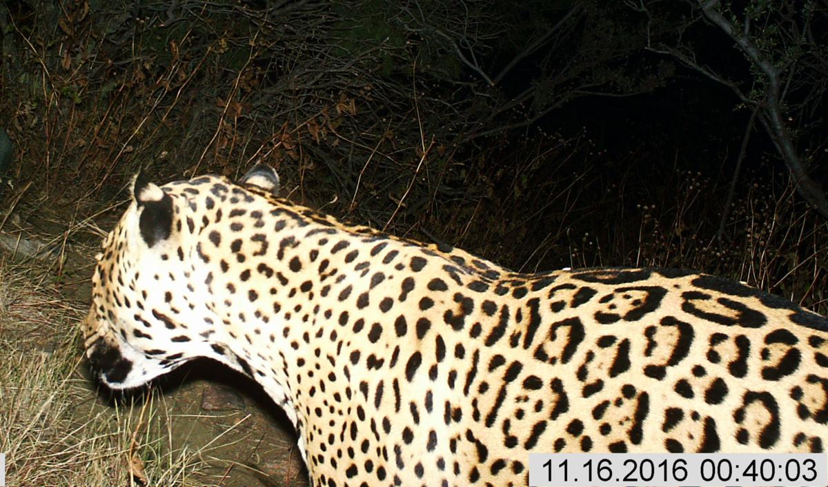 Jaguar in Southern Arizona