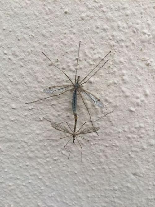 Giant mosquito-like insects flying around Tucson are harmless, helpful