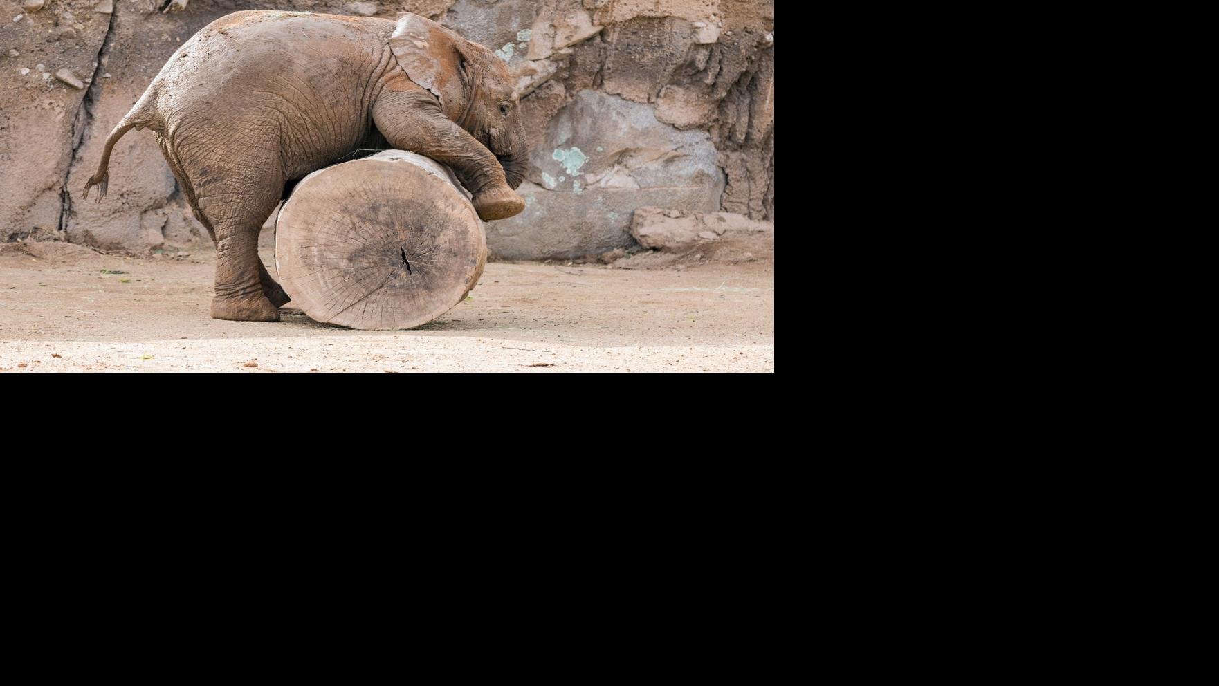 Baby elephant at the zoo frolics with mom