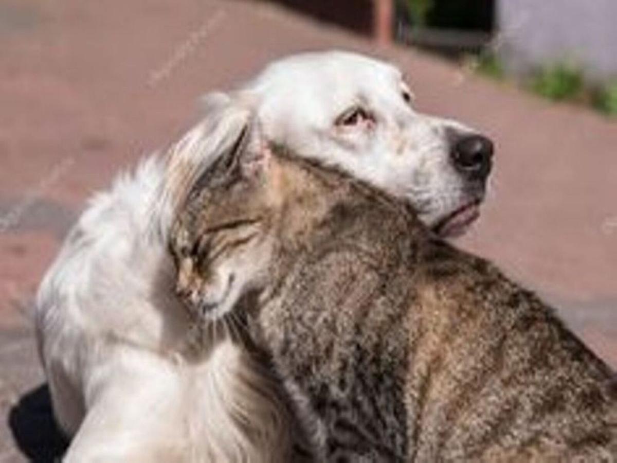 dog-and-cat-hugging.jpg