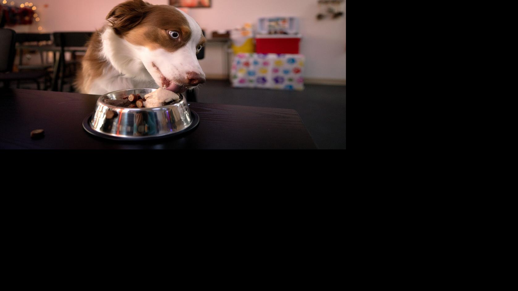 Get ice cream for dogs and other treats from Cones For Bones
