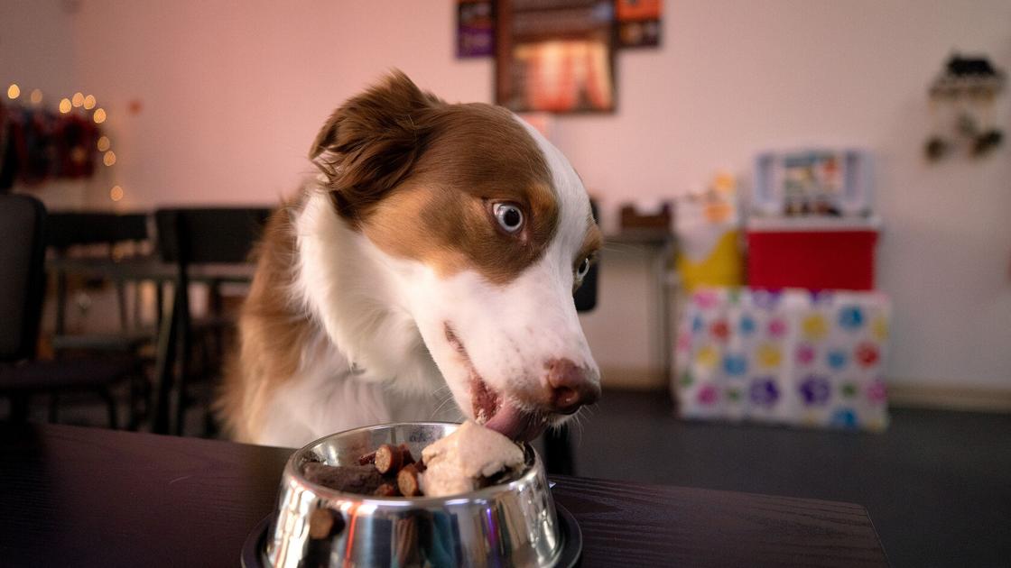 Get ice cream for dogs and other treats from Cones For Bones | tucson life Get ice cream for dogs and other treats from Cones For Bones | tucson life