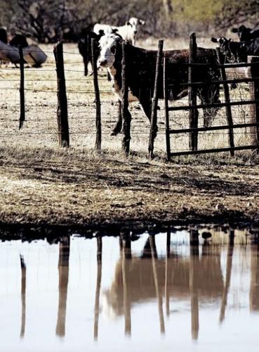 Homes may overtake old ranch  