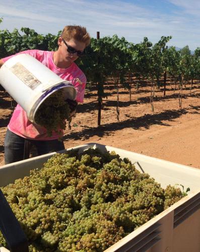 Harvest at Flying Leap